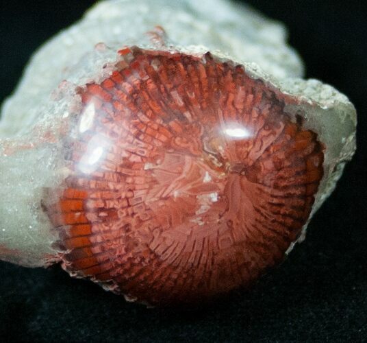 Million Year Old Polished Red Horn Coral - Utah #14857